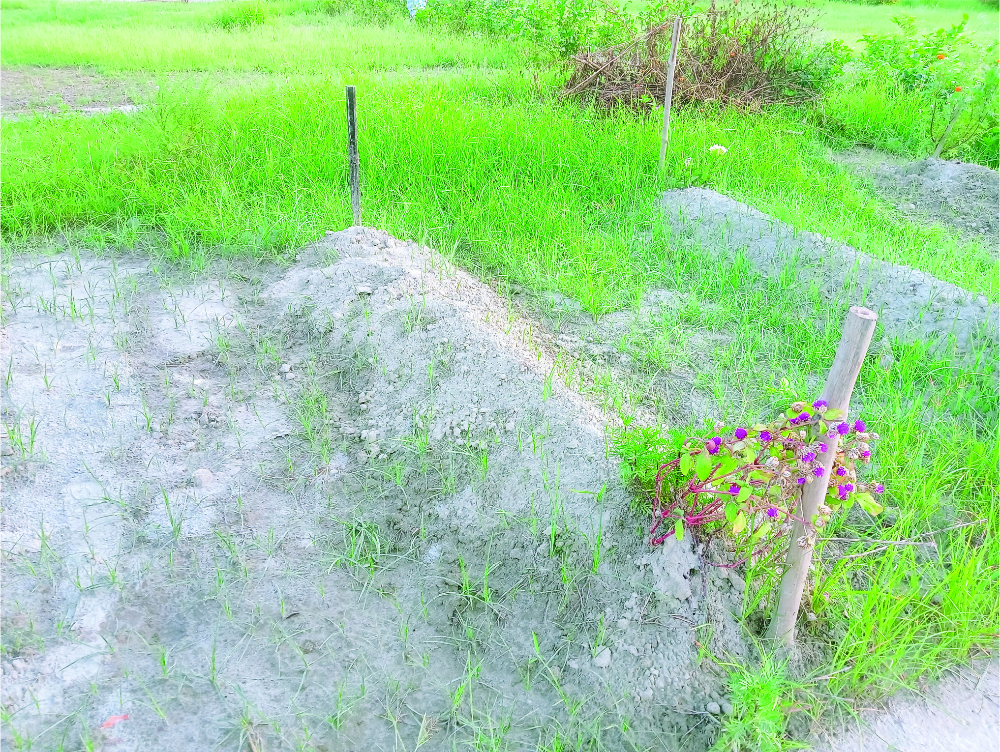 Image of নুর মোহাম্মদ সরদার